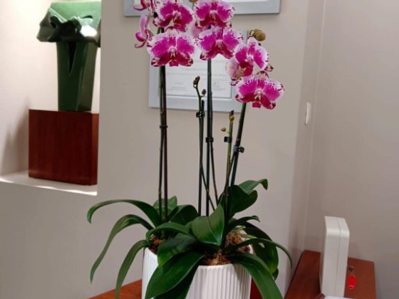 Orquiflor