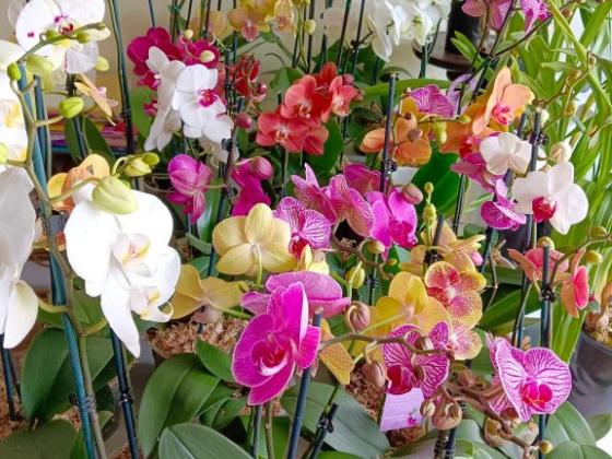 Orquiflor