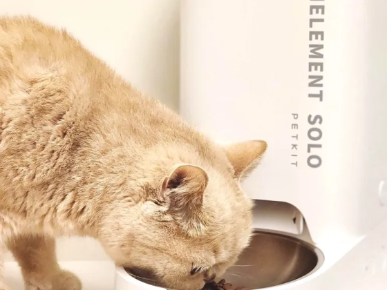 Cat-oh