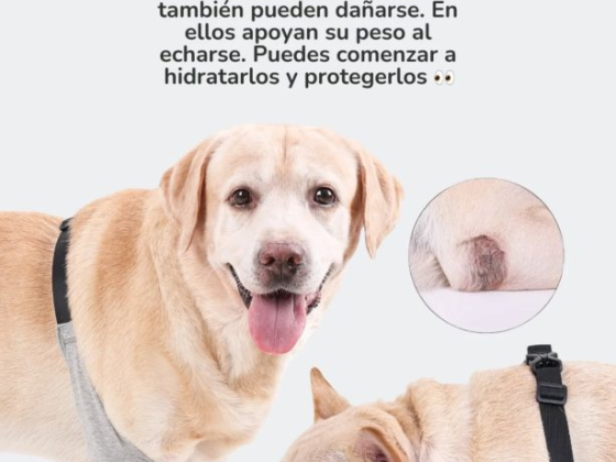 Cochikis