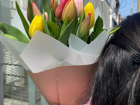 Tulipanes de Lima
