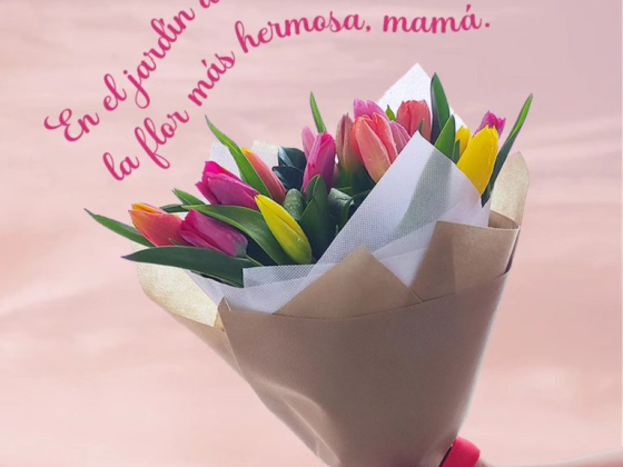 Tulipanes de Lima